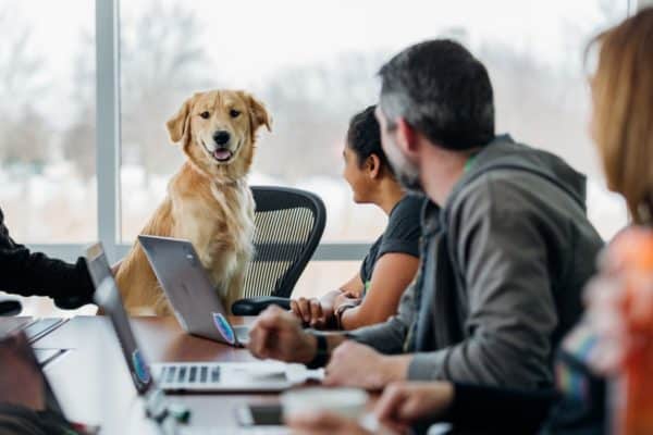 Un chien assis à un bureau, avec des salariés et leurs ordinateurs