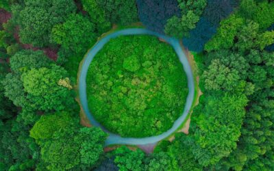 Une forêt vu de haut